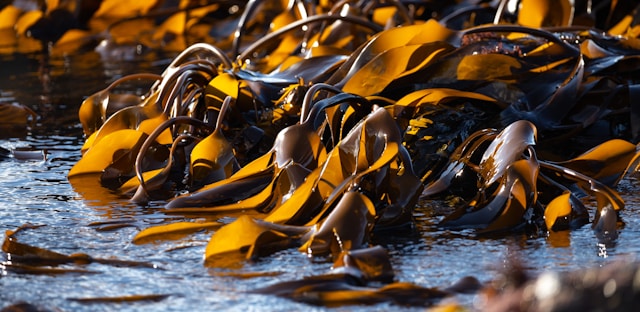 Seawater with floating algae, highlighting natural water sources for desalination.