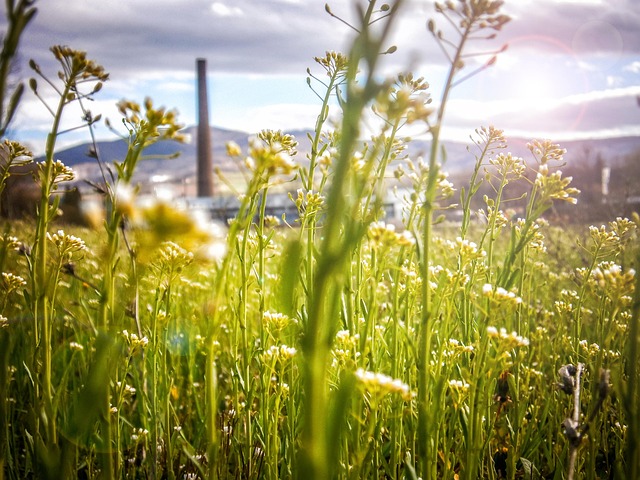 Lush green grass in the foreground with a power plant emitting steam in the background, symbolizing the shift from fossil fuels to sustainable energy solutions.